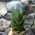 Kép 6/11 - Sansevieria 'Erlandel Crown'