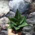 Kép 7/11 - Sansevieria 'Erlandel Crown'