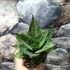 Kép 8/11 - Sansevieria 'Erlandel Crown'