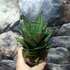 Kép 9/11 - Sansevieria 'Erlandel Crown'
