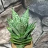 Kép 10/11 - Sansevieria 'Erlandel Crown'