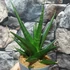Kép 3/6 - Sansevieria 'Dark Lady'