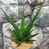 Kép 5/6 - Sansevieria 'Dark Lady'