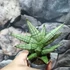 Kép 4/6 - Sansevieria 'Brave Guy'