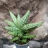 Kép 2/6 - Sansevieria 'Brave Guy'