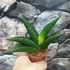 Kép 2/7 - Sansevieria 'Twist'