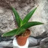 Kép 6/7 - Sansevieria 'Twist'