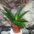 Kép 1/7 - Sansevieria 'Twist'