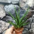 Kép 4/7 - Sansevieria 'Swing'