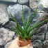 Kép 5/7 - Sansevieria 'Swing'