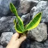 Kép 2/9 - Sansevieria swester