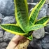 Kép 4/9 - Sansevieria swester