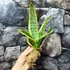 Kép 5/9 - Sansevieria swester