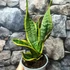 Kép 6/9 - Sansevieria swester