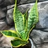Kép 7/9 - Sansevieria swester