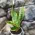 Kép 3/9 - Sansevieria swester