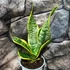 Kép 1/9 - Sansevieria swester