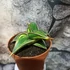 Kép 10/10 - Sansevieria lavranos variegata