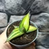 Kép 2/10 - Sansevieria lavranos variegata