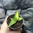 Kép 3/10 - Sansevieria lavranos variegata