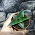 Kép 4/10 - Sansevieria lavranos variegata