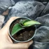 Kép 5/10 - Sansevieria lavranos variegata
