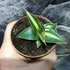 Kép 6/10 - Sansevieria lavranos variegata