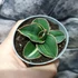 Kép 7/10 - Sansevieria lavranos variegata