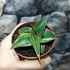 Kép 8/10 - Sansevieria lavranos variegata