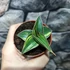 Kép 9/10 - Sansevieria lavranos variegata
