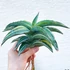 Kép 1/11 - Sansevieria 'Kismayo' variegata