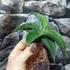 Kép 10/11 - Sansevieria 'Kismayo' variegata
