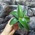 Kép 11/11 - Sansevieria 'Kismayo' variegata