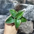 Kép 2/11 - Sansevieria 'Kismayo' variegata