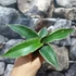 Kép 3/11 - Sansevieria 'Kismayo' variegata