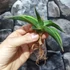 Kép 4/11 - Sansevieria 'Kismayo' variegata
