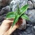 Kép 5/11 - Sansevieria 'Kismayo' variegata