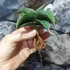 Kép 6/11 - Sansevieria 'Kismayo' variegata
