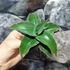 Kép 7/11 - Sansevieria 'Kismayo' variegata