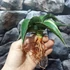 Kép 8/11 - Sansevieria 'Kismayo' variegata