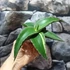 Kép 9/11 - Sansevieria 'Kismayo' variegata