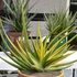 Kép 1/19 - Sansevieria patens variegata