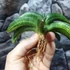 Kép 11/19 - Sansevieria patens variegata