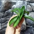 Kép 12/19 - Sansevieria patens variegata