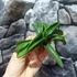 Kép 13/19 - Sansevieria patens variegata