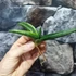 Kép 14/19 - Sansevieria patens variegata