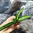 Kép 15/19 - Sansevieria patens variegata