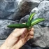 Kép 16/19 - Sansevieria patens variegata