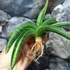Kép 17/19 - Sansevieria patens variegata