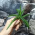 Kép 18/19 - Sansevieria patens variegata